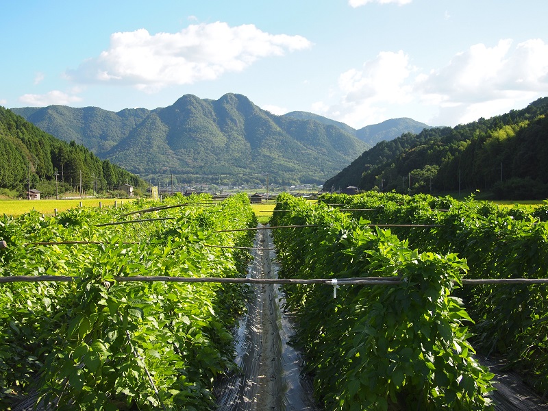 丹波なた豆茶　(有)こやま園