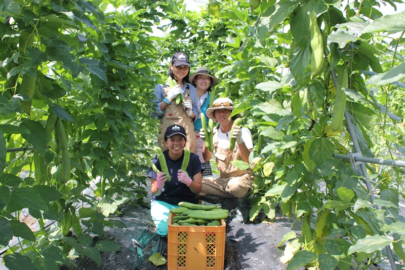 丹波なた豆茶　(有)こやま園