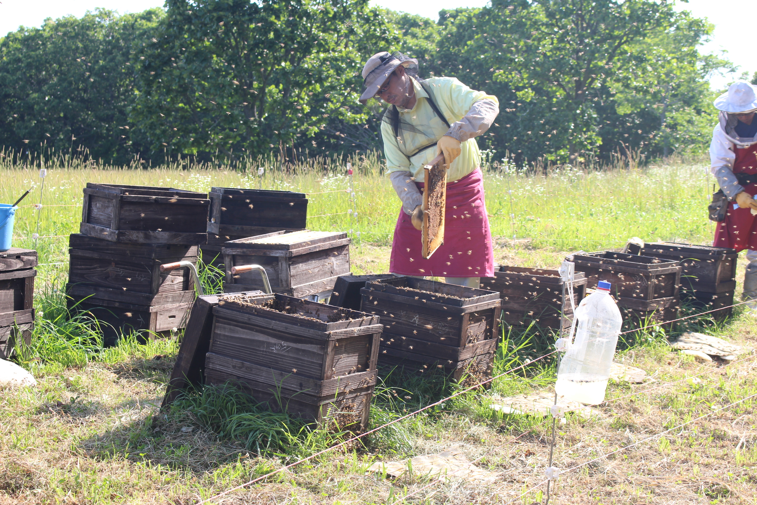 北海道の自家生産はちみつ/太田養蜂場